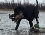 waterfowl hunt