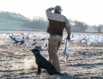 snow geese