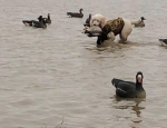 snow goose hunt