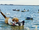 snow goose hunt