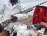 Missouri snow goose hunting