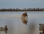 Missouri goose hunting