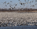 snow geese