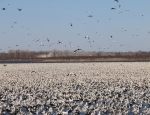 snow geese