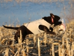 snow goose hunting