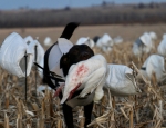 snow goose hunt