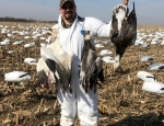 spring snow goose hunt