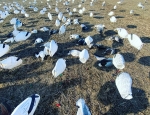 NW Missouri snow goose hunting