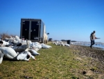 Setting snow goose decoys