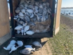 Setting the snow goose decoys