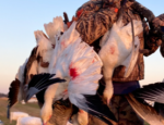 Snow goose hunter with his birds