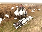 Snow goose hunting in Missouri