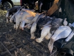 snow geese getting loaded up after a hunt