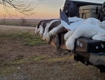 snow geese in Se Missouri