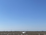 snow goose decoys and a vortex