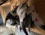 snow goose hanging in the blind