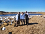 Spring snow goose hunting