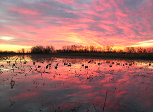 duck hunting sunrise pictures